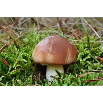 MAT GRZYB   MAŚLAK               20G
